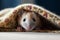 Mischievous Ferret Peeking Out of Cozy Sweater