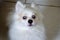 The mischievous little face of the white German Spitz puppy with blue eyes