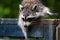 A mischievous raccoon climbing over a fence.