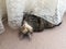 Mischievous Tabby Tortoiseshell Girl Cat