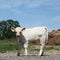 Mischievous Young Charolais Calf