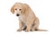 Miserable Golden Retriever puppy sitting front view isolated on