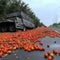 Mishap has occurred on country lane, where truck laden with tomatoes has tipped, spilling its cargo onto the road