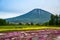 Mishima`s Shibazakura garden and Mount Yotei