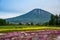 Mishima`s Shibazakura garden and Mount Yotei, Kutchan, Hokkaido Prefecture, Japan