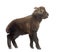 Mishmi Takin, Budorcas taxicolor taxicol