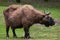 Mishmi takin Budorcas taxicolor taxicolor