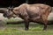 Mishmi takin Budorcas taxicolor taxicolor