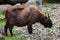 Mishmi takin Budorcas taxicolor taxicolor