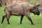 Mishmi takin Budorcas taxicolor taxicolor