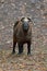 Mishmi takin, Budorcas taxicolor taxicolor, goat-antelope from Asia. Big animal in the nature habitat. Wildlife scene from