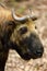 The Mishmi takin Budorcas taxicolor taxicolor, portrait. An endangered goat-antelope portrait