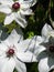 Miss Bateman white clematis flowering vine