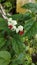 Miss eating betel is a kind of ornamental plant vines members of the Lamiaceae tribe