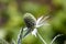 Miss Willmotts ghost thistle Eryngium giganteum
