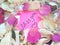 Miss you message on pink sticky note with dry rose and orchid flower petals and jewelry ring and chain on wooden background