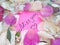 Miss you message on pink sticky note with dry rose and orchid flower petals and silver jewelry ring and chain on wooden back