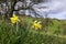 Misselflower or Daffodil meadow in Misselberg in the Rhein Lahn district in Germany. The daffodils grow wild and decorate the