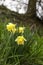 Misselflower or Daffodil meadow in Misselberg in the Rhein Lahn district in Germany. The daffodils grow wild and decorate the