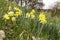 Misselflower or Daffodil meadow in Misselberg in the Rhein Lahn district in Germany. The daffodils grow wild and decorate the