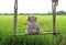 Missing some one... a girl polar bear doll sitting alone on wooden swing with green paddy fields in background