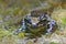 Mission golden-eyed tree frog