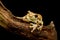 Mission golden-eyed tree frog or Amazon milk frog (Trachycephalus resinifictrix)