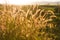 Mission grass, Feather Pennisetum while the sunset