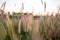 Mission Grass,Feather Pennisetum,Thin Napier Grass or Poaceae Grass Flowers on sunset light and orange clouds background