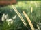 The mission grass or Pennisetum polystachion.