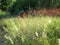 The mission grass or Pennisetum polystachion.