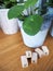 Missionary plant or pilea peperomioides on a wooden table with l