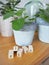 Missionary plant or pilea peperomioides on a wooden table with l