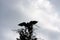 Mississippi Kite Bird Backlit Wings Open Juniper Tree