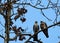 Mississippi kite feeding its young