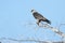 Mississippi Kite Ictinia mississippiensis