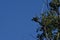 Mississippi Kite perched in Elm Tree.