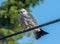 Mississippi Kite Perched on Wire in Kansas