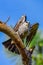 Mississippi kite with red eye perched with wings slightly outward while holding a green anole lizard in its mouth with blue sky