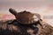 Mississippi map turtle closeup view