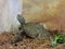 Mississippi map turtle closeup view