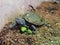 Mississippi map turtle closeup view