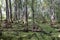 Mississippi River Through Woodlands of Jean Lafitte National Park