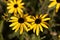 Missouri coneflower, Rudbeckia missouriensis