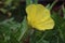 Missouri evening primrose, Oenothera macrocarpa