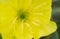 Missouri Evening Primrose wildflower macro