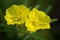 Missouri Evening Primrose wildflowers