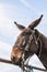 Missouri mule,bridle,equestraine