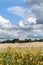 Missouri USA farm wheat field