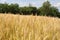 Missouri Wheat 2019 I